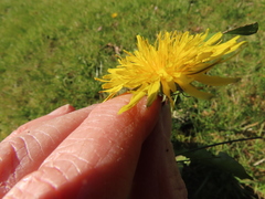 Taraxacum duplidentifrons
