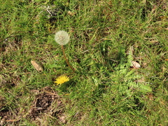 Taraxacum duplidentifrons