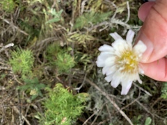 Malacothrix saxatilis implicata