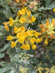 Acmispon dendroideus veatchii