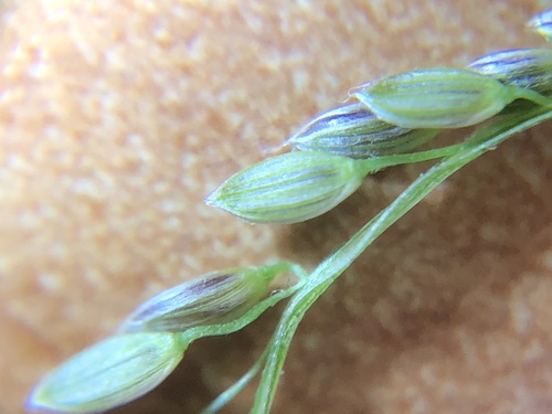 Digitaria violascens