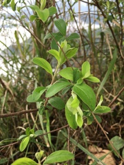 Spiraea prunifolia pseudoprunifolia