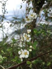 Spiraea prunifolia pseudoprunifolia