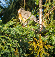 Turdus migratorius