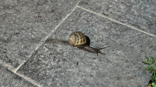 Cornu aspersum