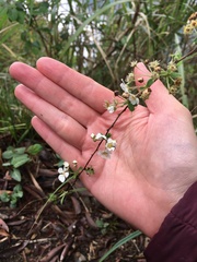 Spiraea prunifolia pseudoprunifolia