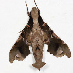 Callionima denticulata