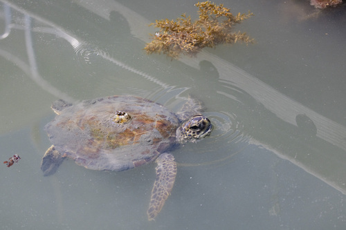 Green Sea Turtle observed by ldburek