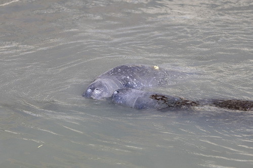 West Indian Manatee observed by ldburek