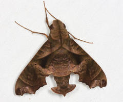 Nyceryx eximia