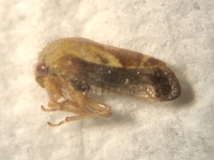 Ophiderma evelyna
