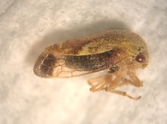 Ophiderma evelyna
