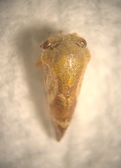 Ophiderma evelyna