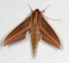 Xylophanes cthulhu