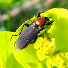 Bibio hortulanus