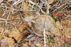 Phrynosoma braconnieri