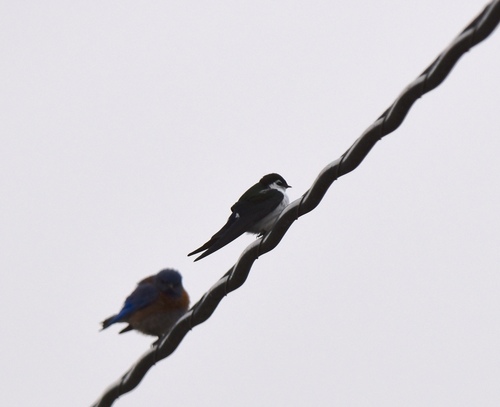 iNaturalist observation photo of Violet-green Swallow