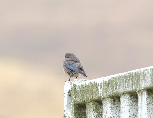 iNaturalist observation photo of Western Bluebird