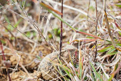 Phrynosoma braconnieri