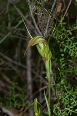 Pterostylis ampliata