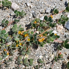 Acmispon heermannii