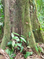 Caryodaphnopsis burgeri