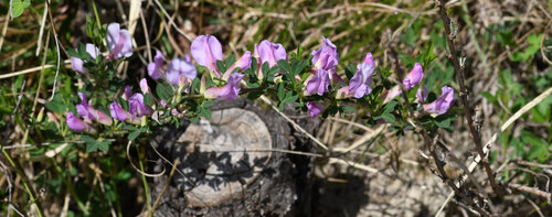 Chamaecytisus purpureus, photograph 6