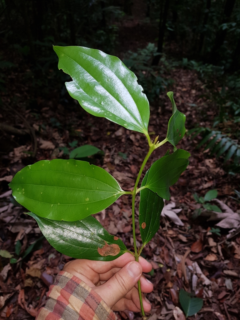 Caryodaphnopsis burgeri