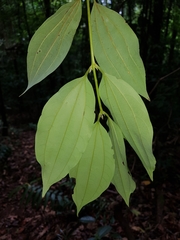 Caryodaphnopsis burgeri