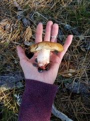 Russula densifolia