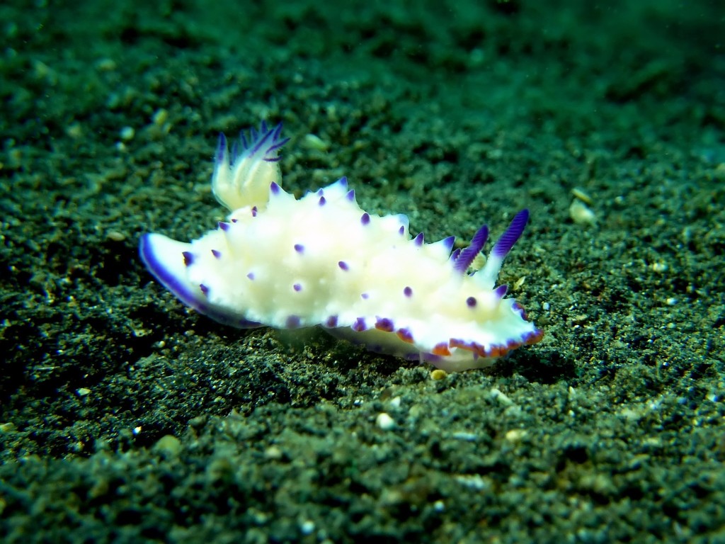 Beau Vallon Magnificent Slug