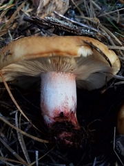 Russula densifolia