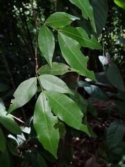 Macrolobium costaricense