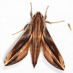 Xylophanes thyelia