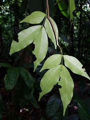 Macrolobium costaricense