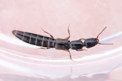 Xantholinus linearis