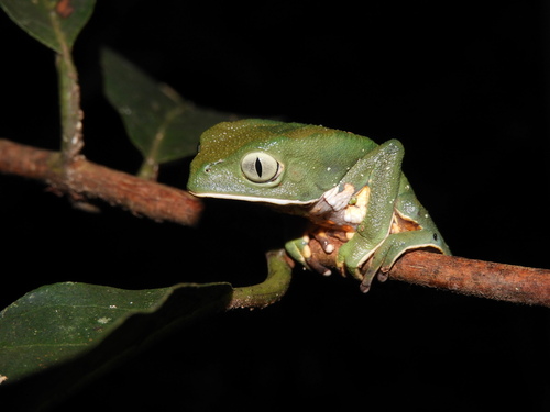 Brazilian Common Walking Leaf Frog