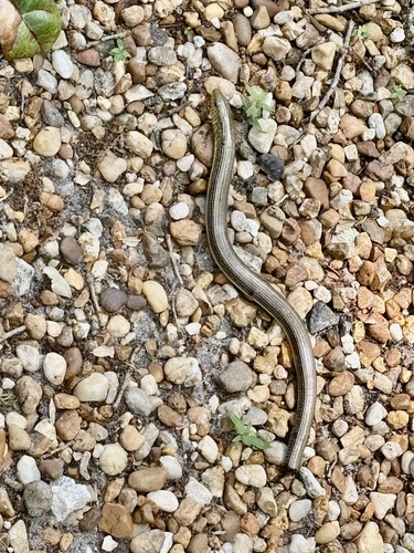 Eastern Glass Lizard observed by sunshine7sd