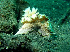Glossodoris cincta