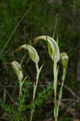 Pterostylis ampliata