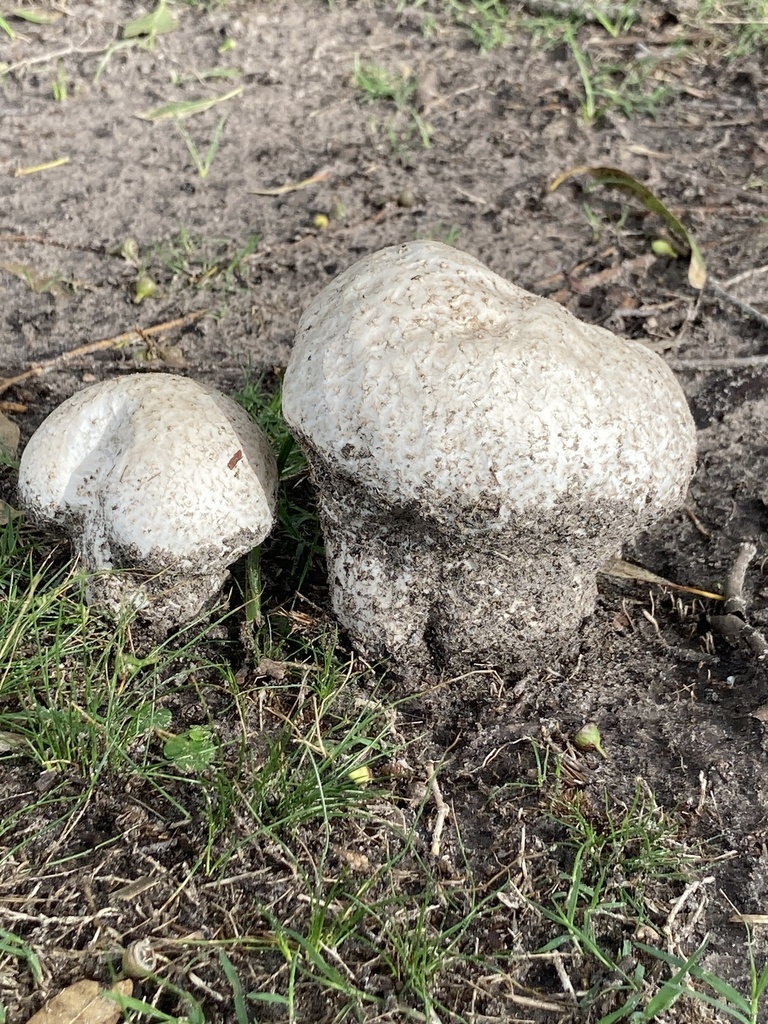 Calvatia cyathiformis · April 2026 · photo: © mirricoarte (iNaturalist, cc0)