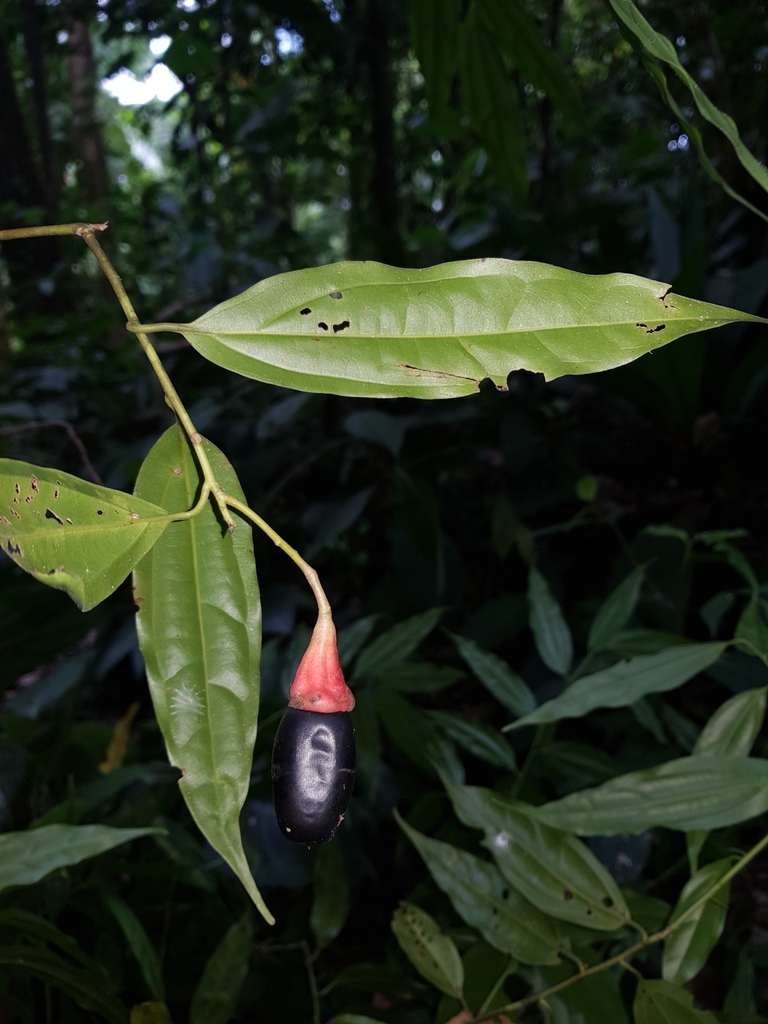 Aiouea obscura