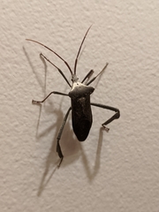 Acanthocephala declivis
