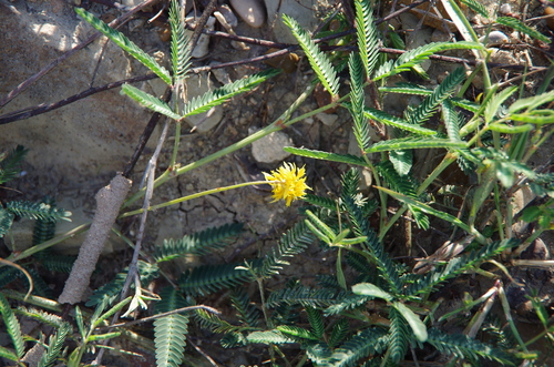 Tropical Neptunia (Neptunia microcarpa)