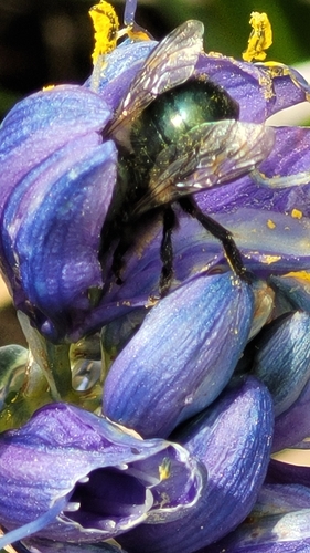 Blue Orchard Bee photo 6