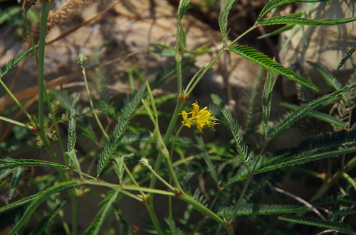 Image of Neptunia microcarpa by (c) Eric Knight, some rights reserved (CC BY)