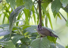 Basileuterus melanotis