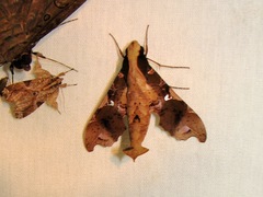 Callionima denticulata