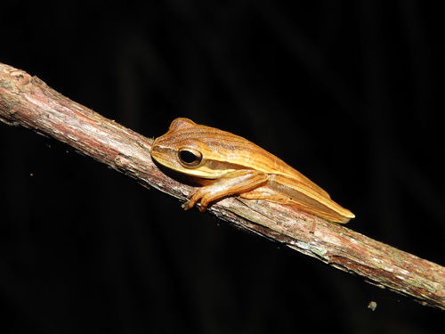 Cope's Eastern Paraguay Tree Frog