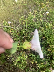 Calystegia macrostegia macrostegia
